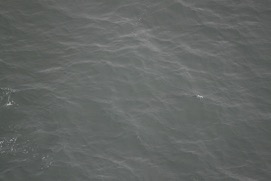 Missing Picture